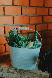 Close-up of potted plant against wall