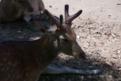 High angle view of deer on field