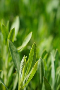 Close-up of fresh green plant