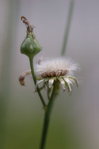 Close-up of wilted flower bud