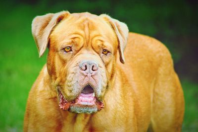 Close-up of brown french mastiff