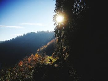 Scenic view of forest against bright sun