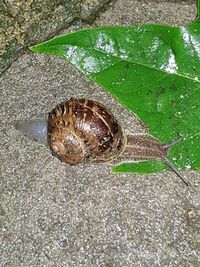 Close-up of snail