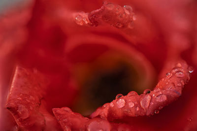 Close-up of raindrops on red rose