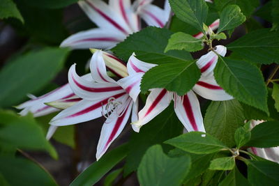 Close-up of pink flowers on leaves