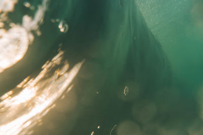 High angle view of jellyfish swimming in sea