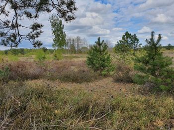 Scenic view of trees growing on field against sky