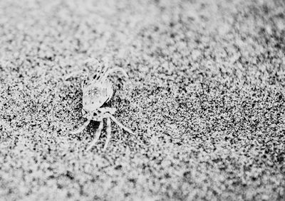 Close-up of lizard on sand