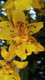 Close-up of yellow flower