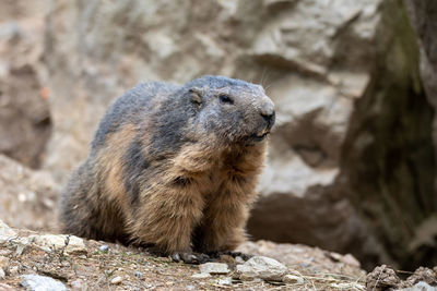 Close-up of an animal on rock