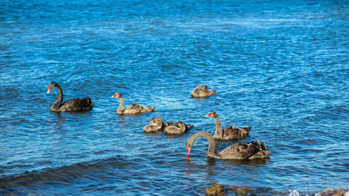 Ducks swimming in lake