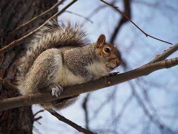 Low angle view of squirrel on tree