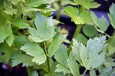 Close-up of water drops on leaves
