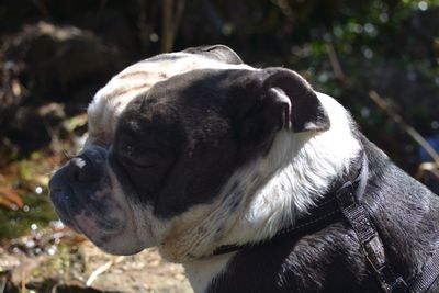 Close-up of a dog