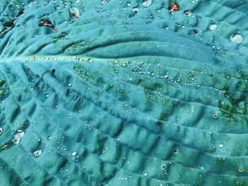 Full frame shot of wet leaf