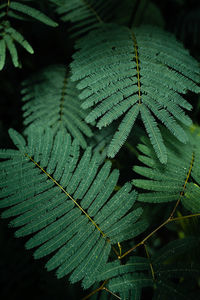 Close-up of raindrops on leaves