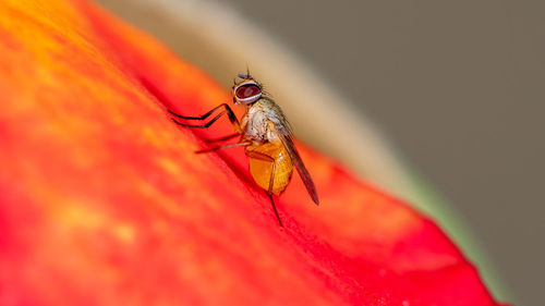 Close-up of insect on red flower