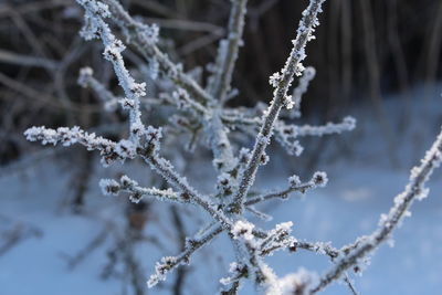 Close-up of frozen tree during winter