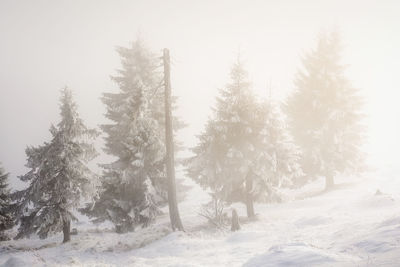 Snow covered pine trees in forest during winter