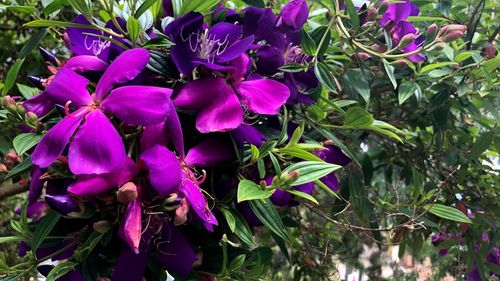 Close-up of purple flowering plants