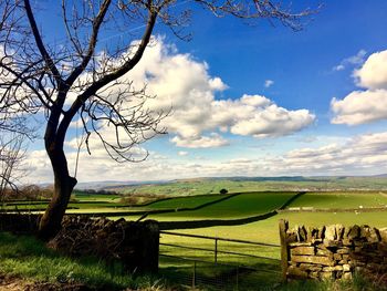 Scenic view of agricultural field against sky