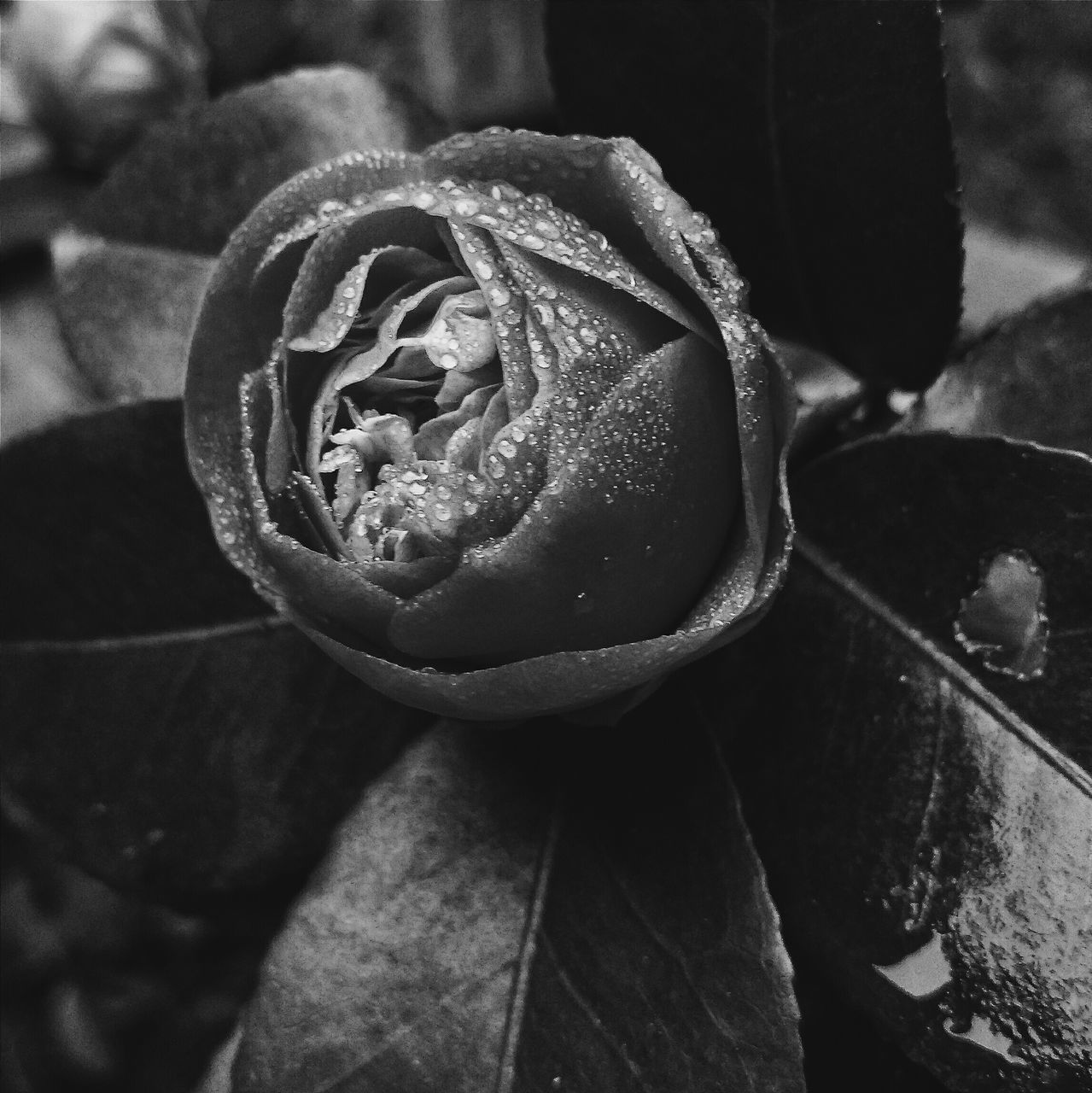 close-up, focus on foreground, outdoors, high angle view, day, part of, nature, detail, sunlight, fragility, pattern, selective focus, plant, unrecognizable person, flower, natural pattern, cropped