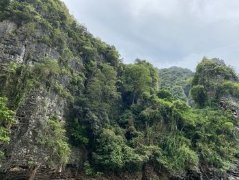 Scenic view of forest against sky