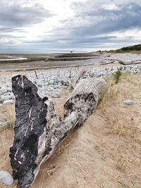 Driftwood on beach against sky