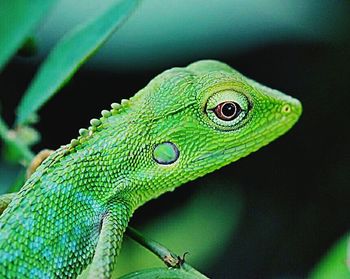 Close-up of green leaves