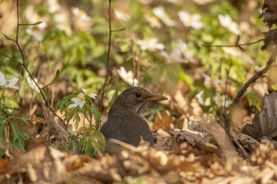 Close-up of bird perching on branch