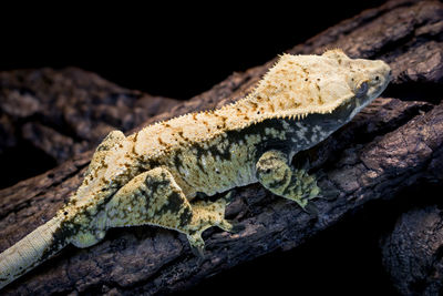Close-up of lizard on tree trunk