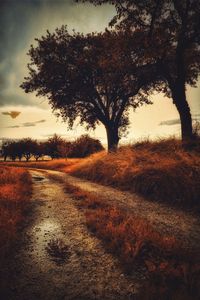 Bare trees on field against sky