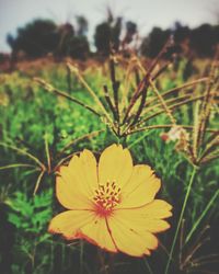 Close-up of yellow flowers blooming