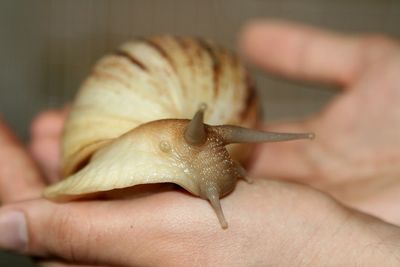 Cropped image of hand holding snail