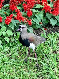 Bird perching on a field