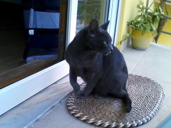 Cat sitting on floor