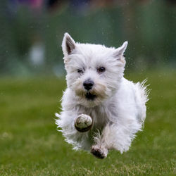 Close-up of dog running on field