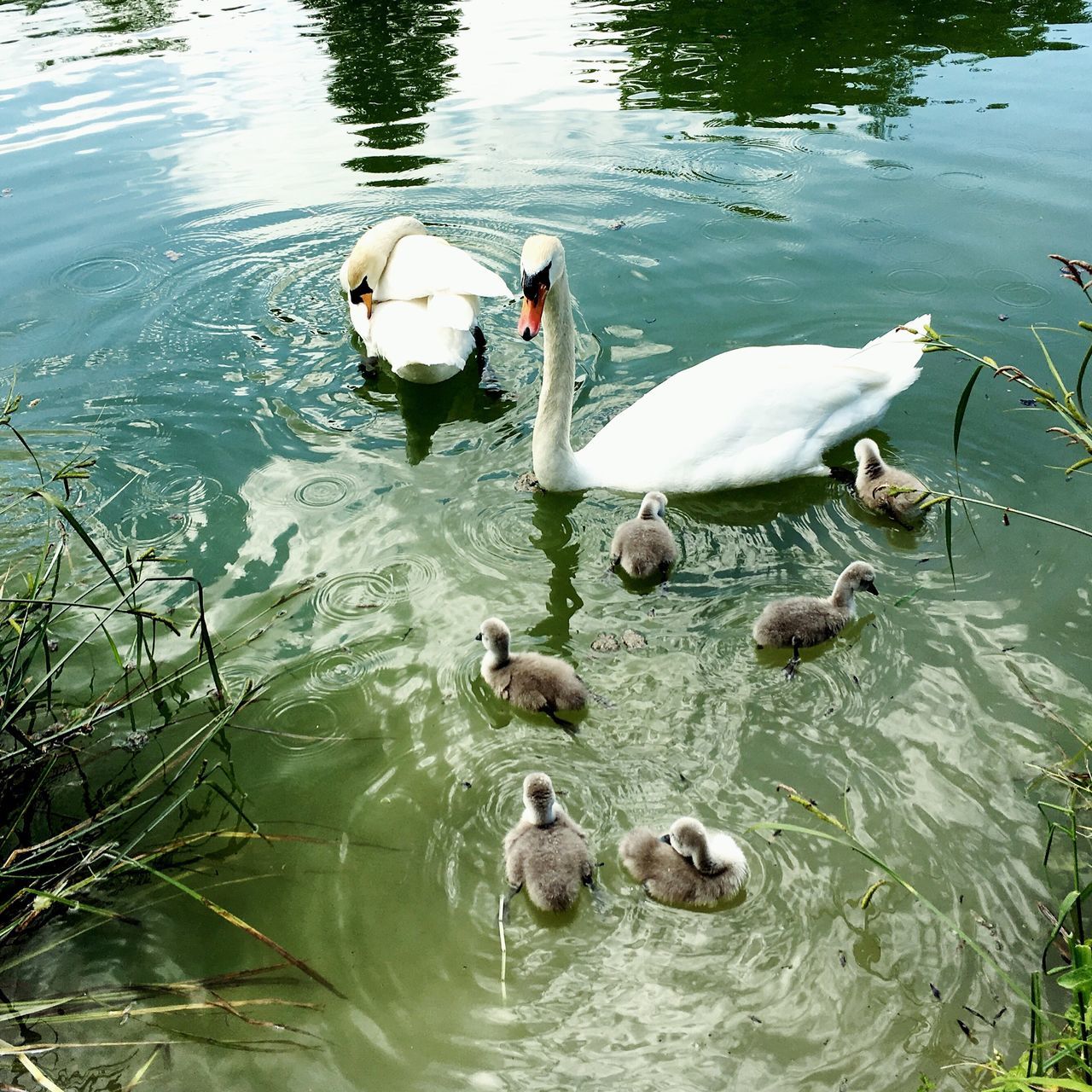 lake, water, animal themes, animals in the wild, bird, young bird, high angle view, young animal, swimming, day, swan, animal family, nature, no people, waterfront, togetherness, animal wildlife, outdoors, water bird, cygnet