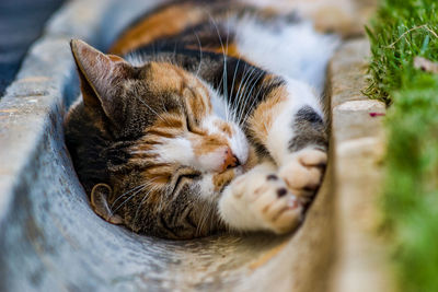 Close-up of cat sleeping