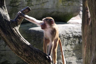 Happy ape on a tree