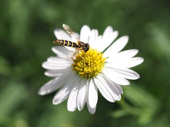 Close-up of insect on flower