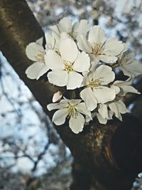 Close-up of white flowers blooming in park