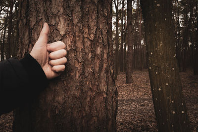 Person hand on tree trunk in forest