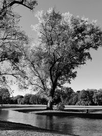 Tree by lake against clear sky