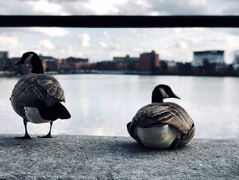 Close-up of canada geese at lakeshore in city