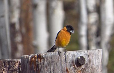 Close-up of bird perching on wood