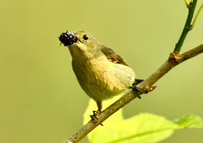 Close-up of bird perching on branch