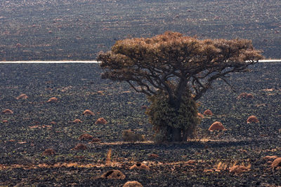 Trees on field in forest