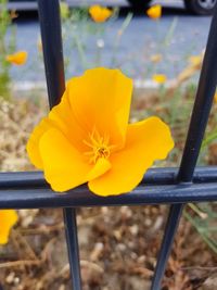 Close-up of yellow crocus flower