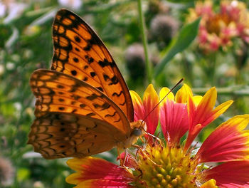 Close-up of butterfly pollinating on flower